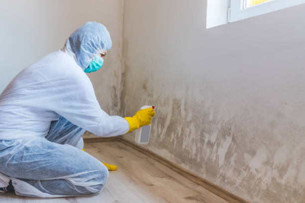 Licensed Mold Cleanup service in Hudson, PA - WQB Mold Removal