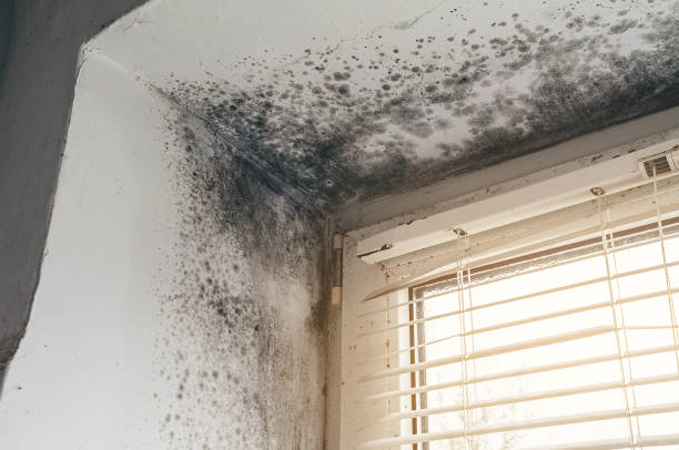 Affordable Mold Cleanup solutions in Hudson, PA